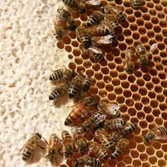 Our Honey