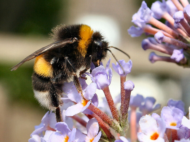Bee Pollen