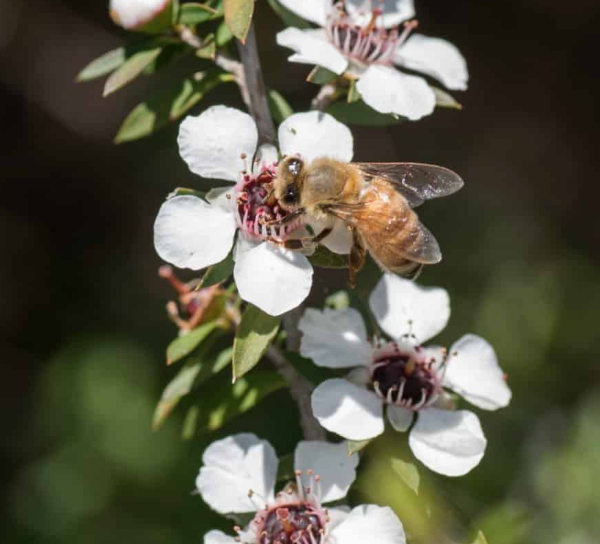 Our Manuka