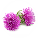MANUKA & BURDOCK Honey